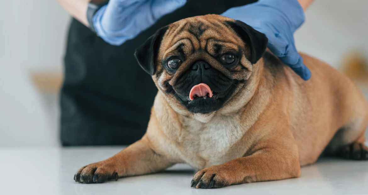 Пиометра у собак и кошек: причины, симптомы и лечение | Научный сайт о здоровье питомцев